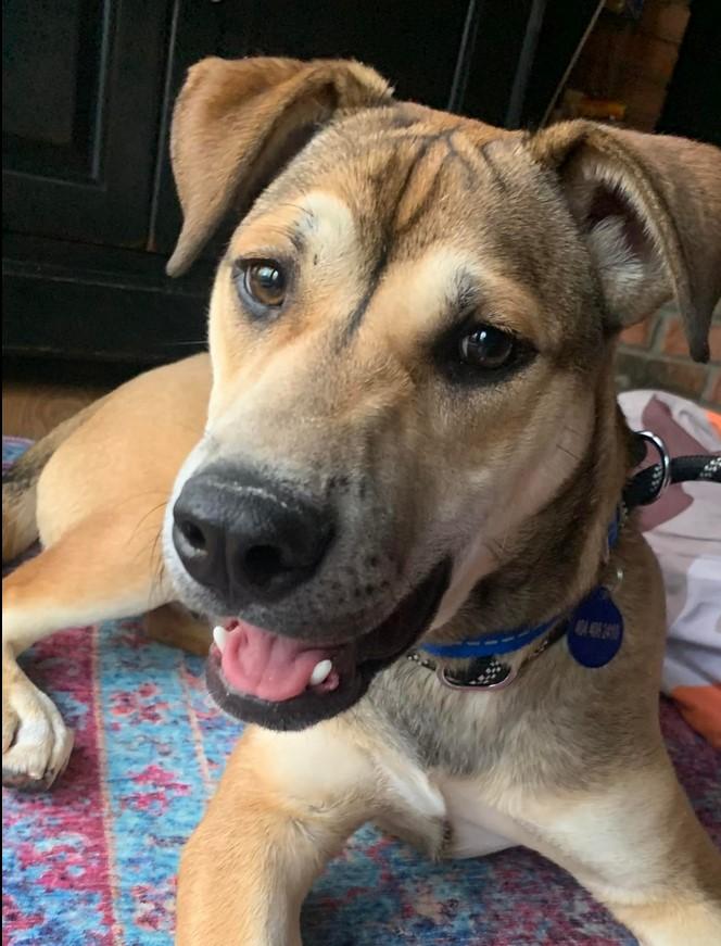 Nathaniel, a Adoptable German Shepherd Dog in Roswell, GA image 1/3