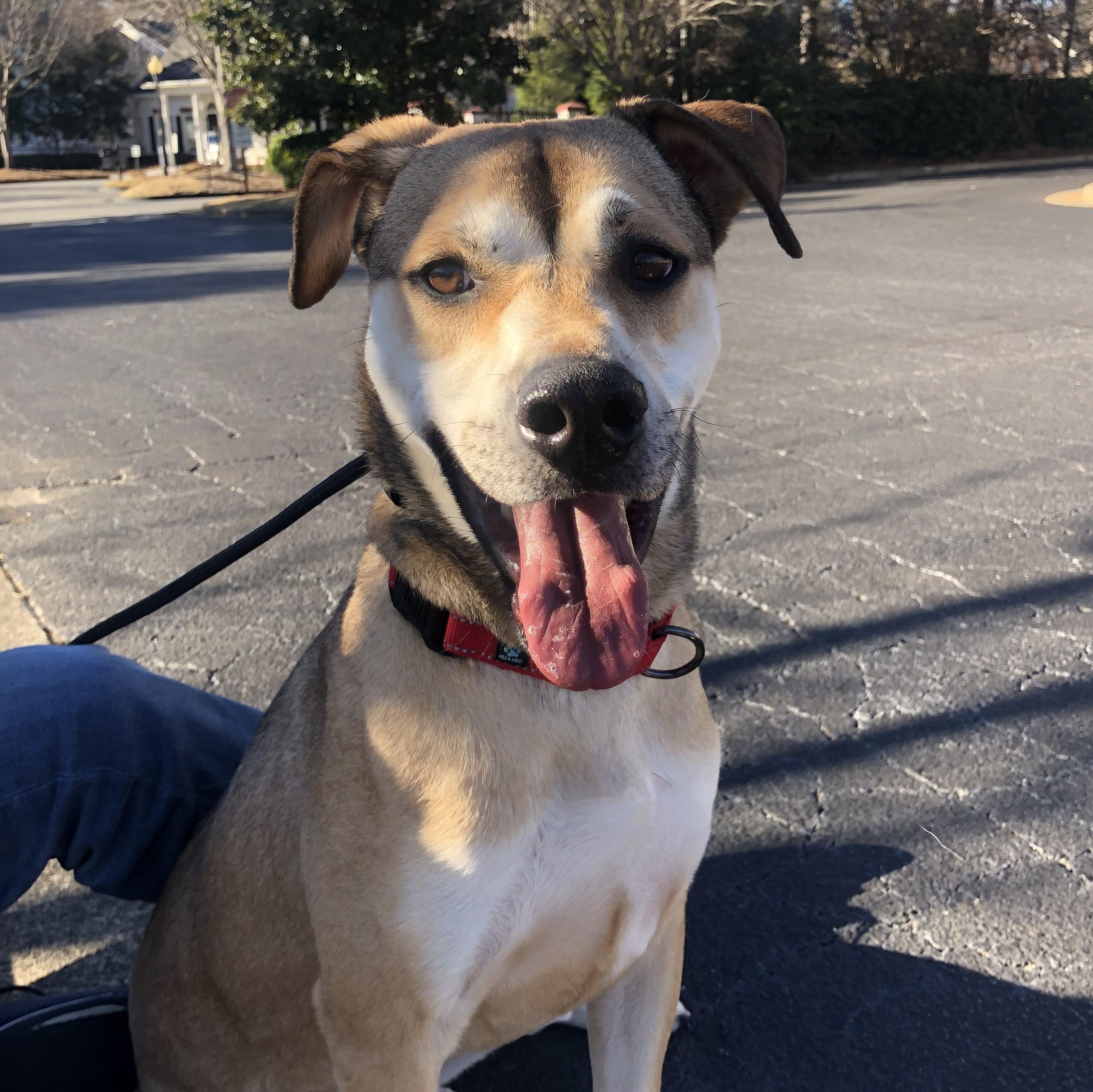 Enlarge Nathaniel, a Adoptable German Shepherd Dog in Roswell, GA image 1/10