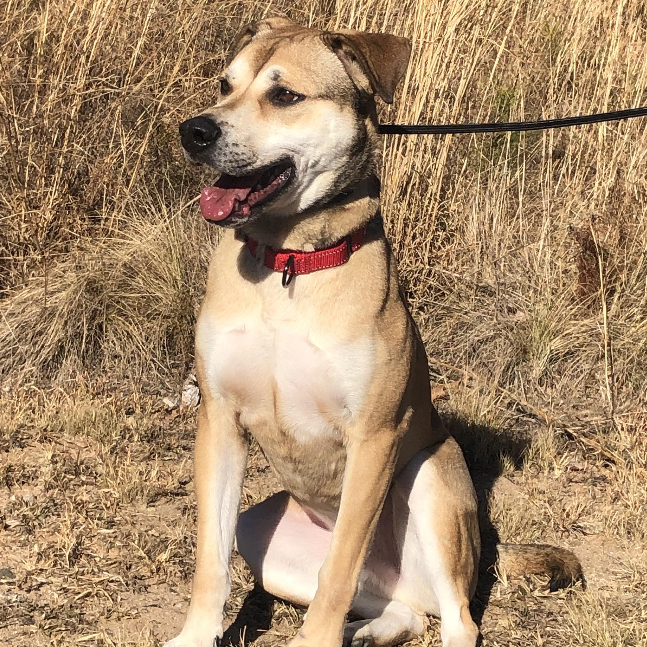 Enlarge Nathaniel, a Adoptable German Shepherd Dog in Roswell, GA image 4/10
