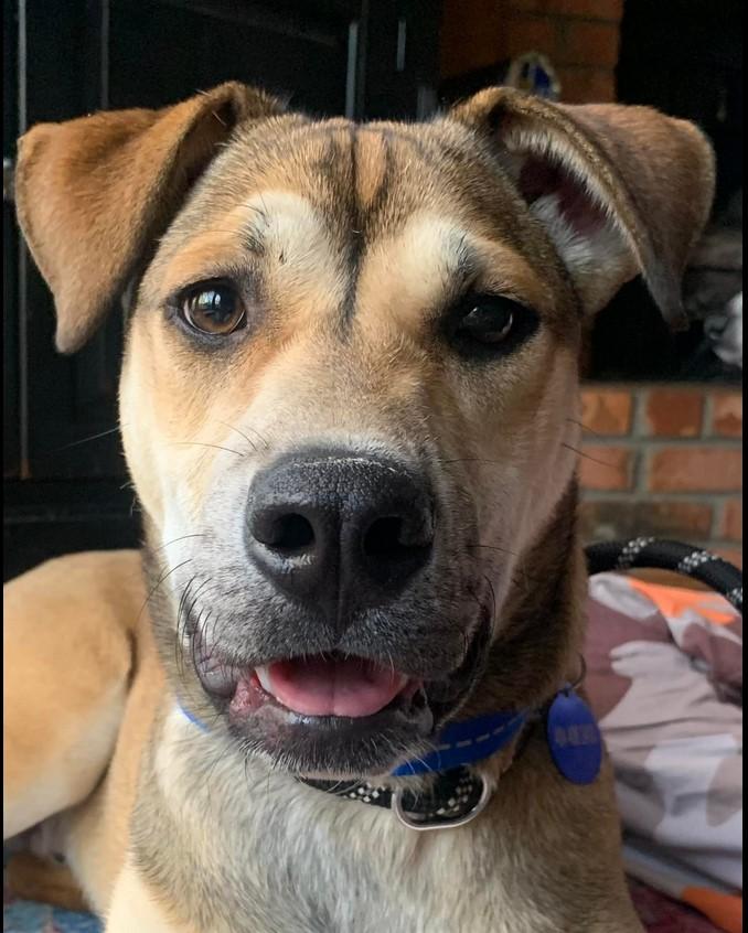 Nathaniel, a Adoptable German Shepherd Dog in Roswell, GA image 2/3