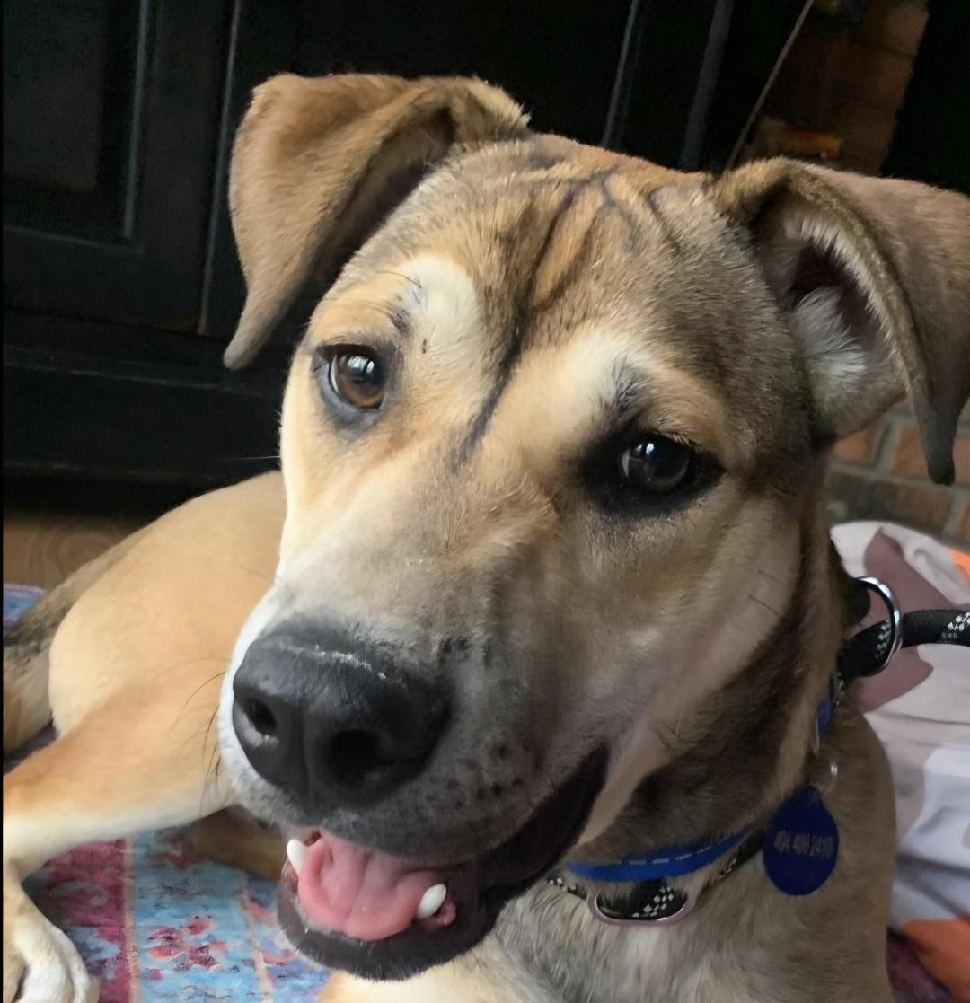 Enlarge Nathaniel, a Adoptable German Shepherd Dog in Roswell, GA image 1/3