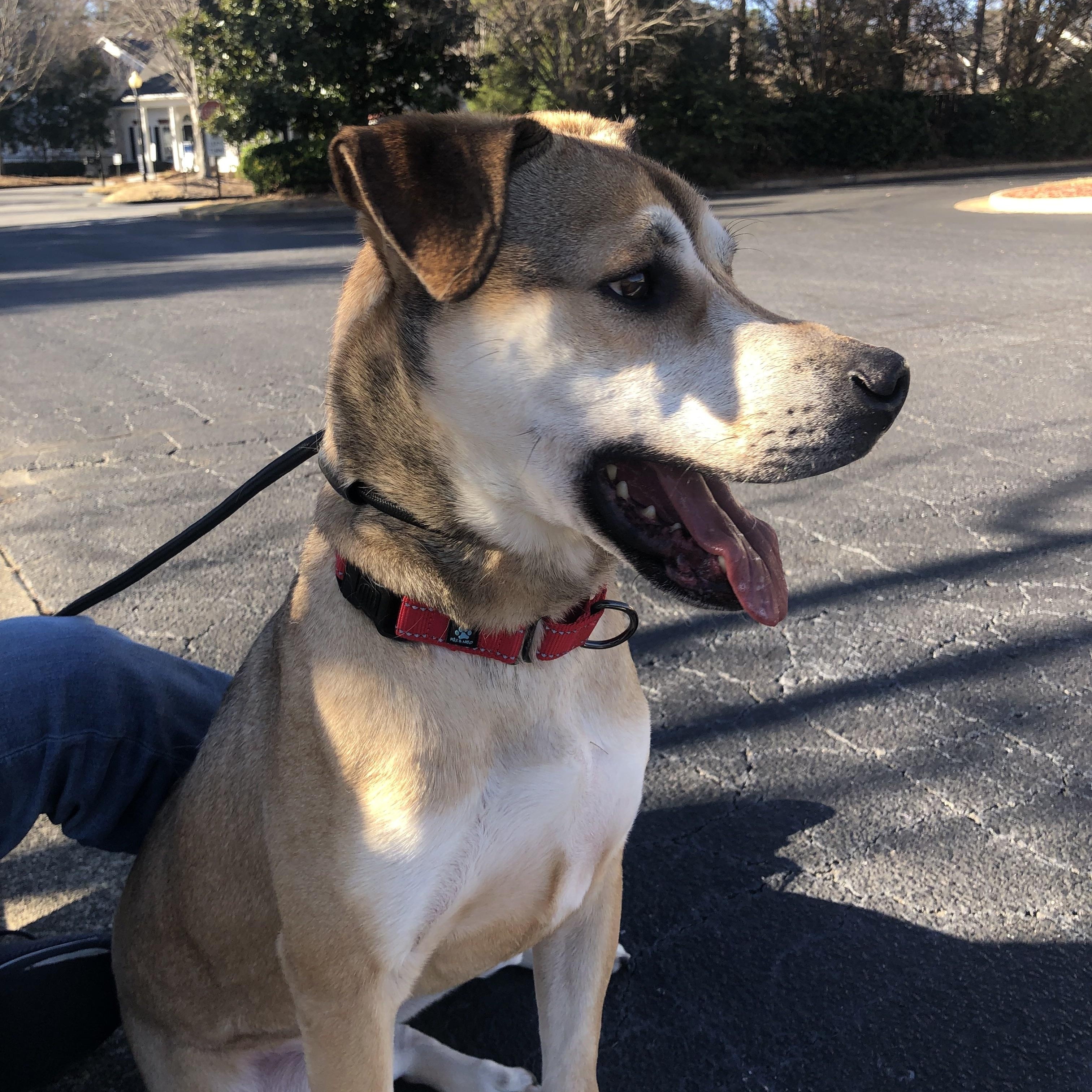 Enlarge Nathaniel, a Adoptable German Shepherd Dog in Roswell, GA image 5/10