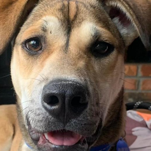 Enlarge Nathaniel, a Adoptable German Shepherd Dog in Roswell, GA image 9/10