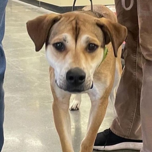 Enlarge Nathaniel, a Adoptable German Shepherd Dog in Roswell, GA image 10/10