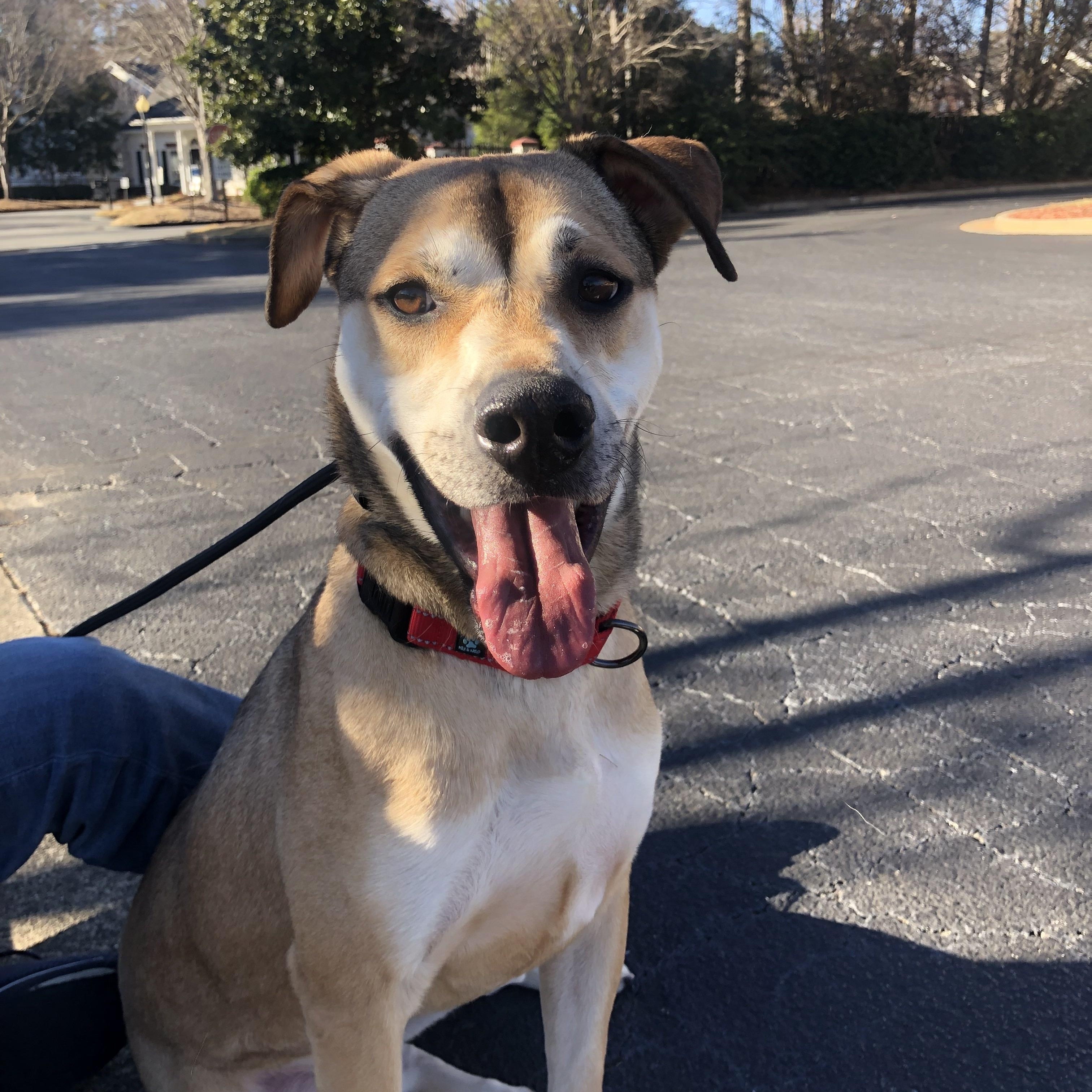 Nathaniel, Adoptable, Adult Male German Shepherd Dog.