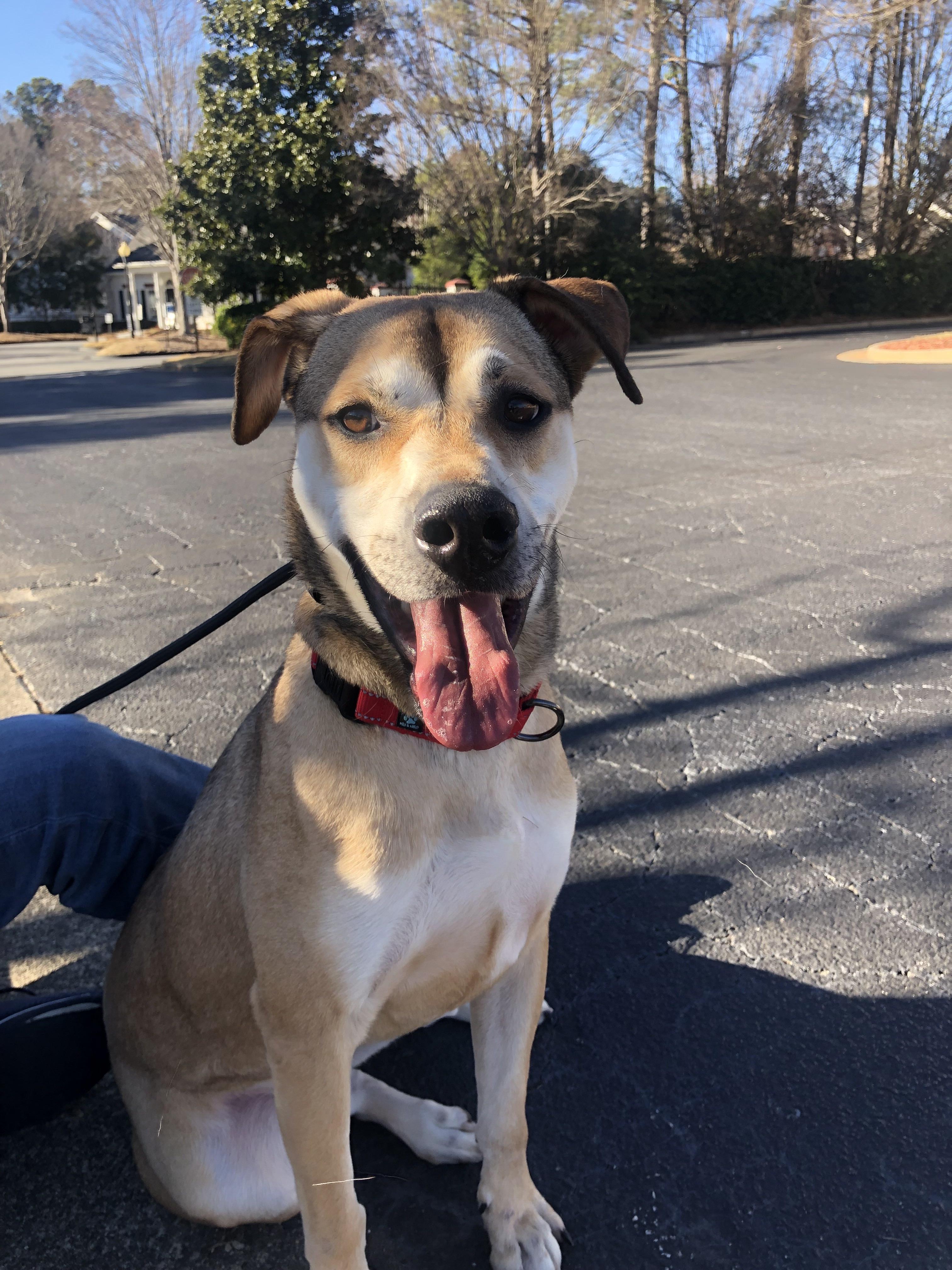 Nathaniel, a Adoptable German Shepherd Dog in Roswell, GA image 3/3
