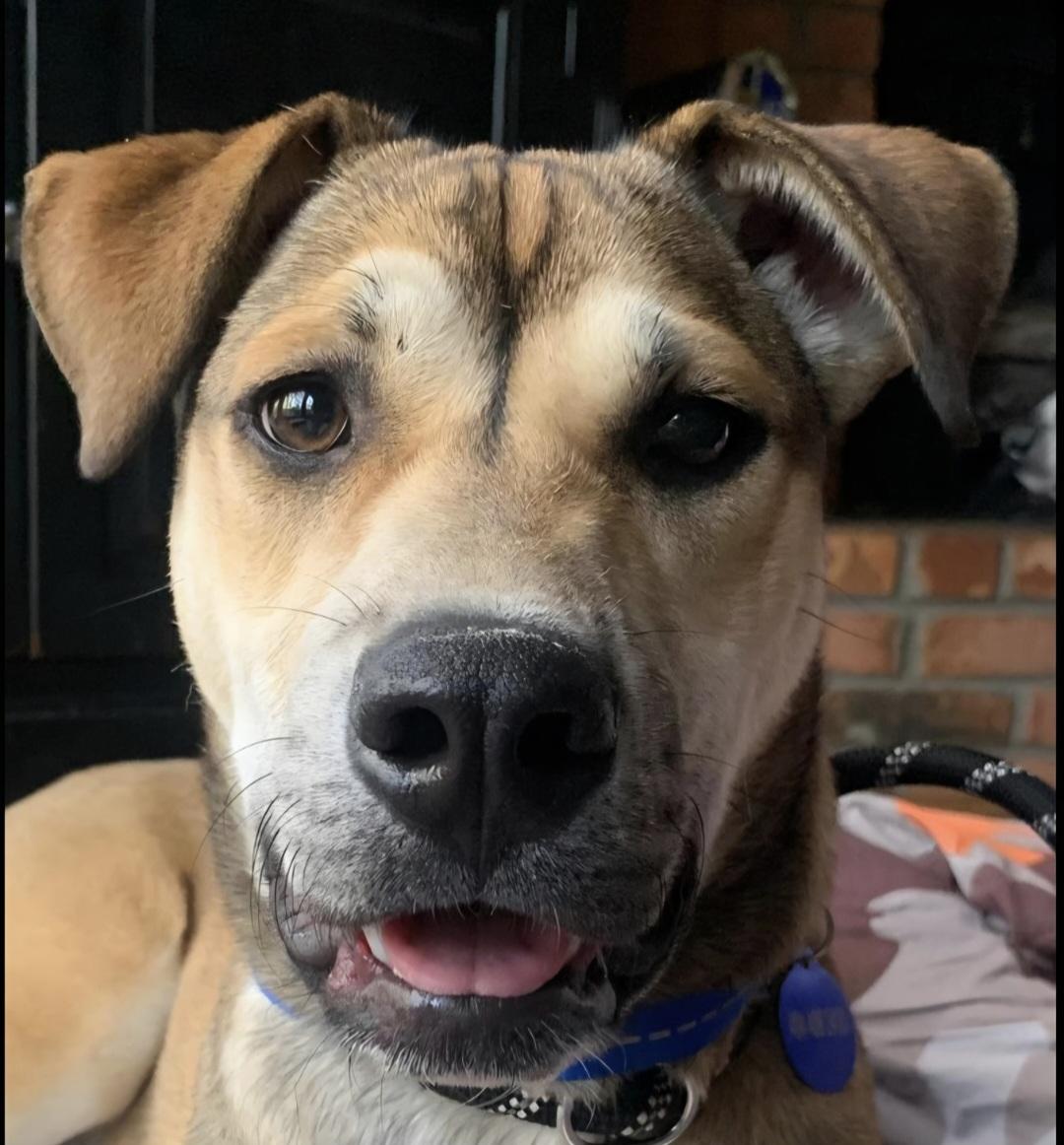 Enlarge Nathaniel, a Adoptable German Shepherd Dog in Roswell, GA image 2/3