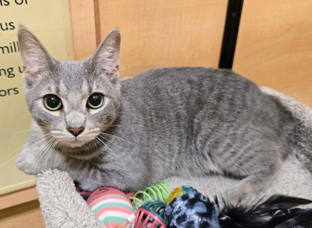 Enlarge Torrance, a Adoptable mixed breed in Rowlett, TX image 1/4