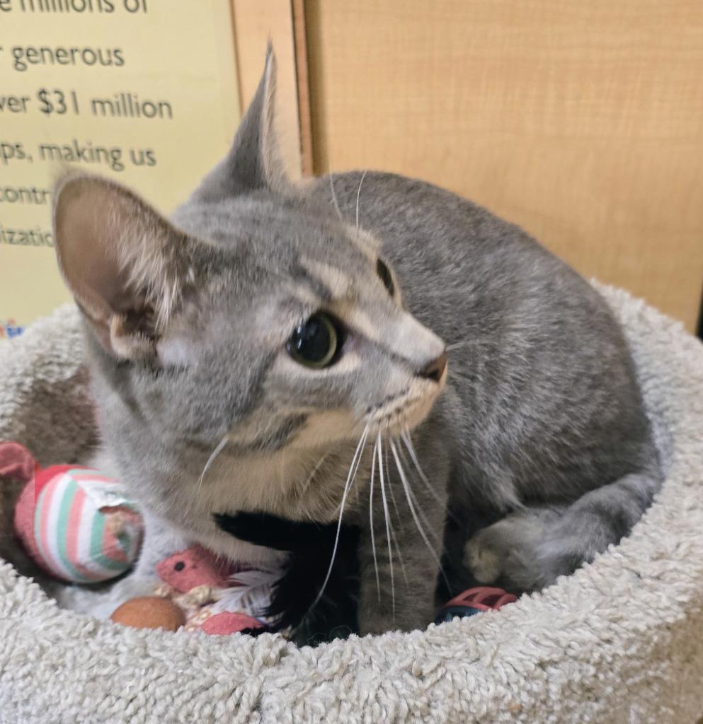 Enlarge Torrance, a Adoptable mixed breed in Rowlett, TX image 2/4
