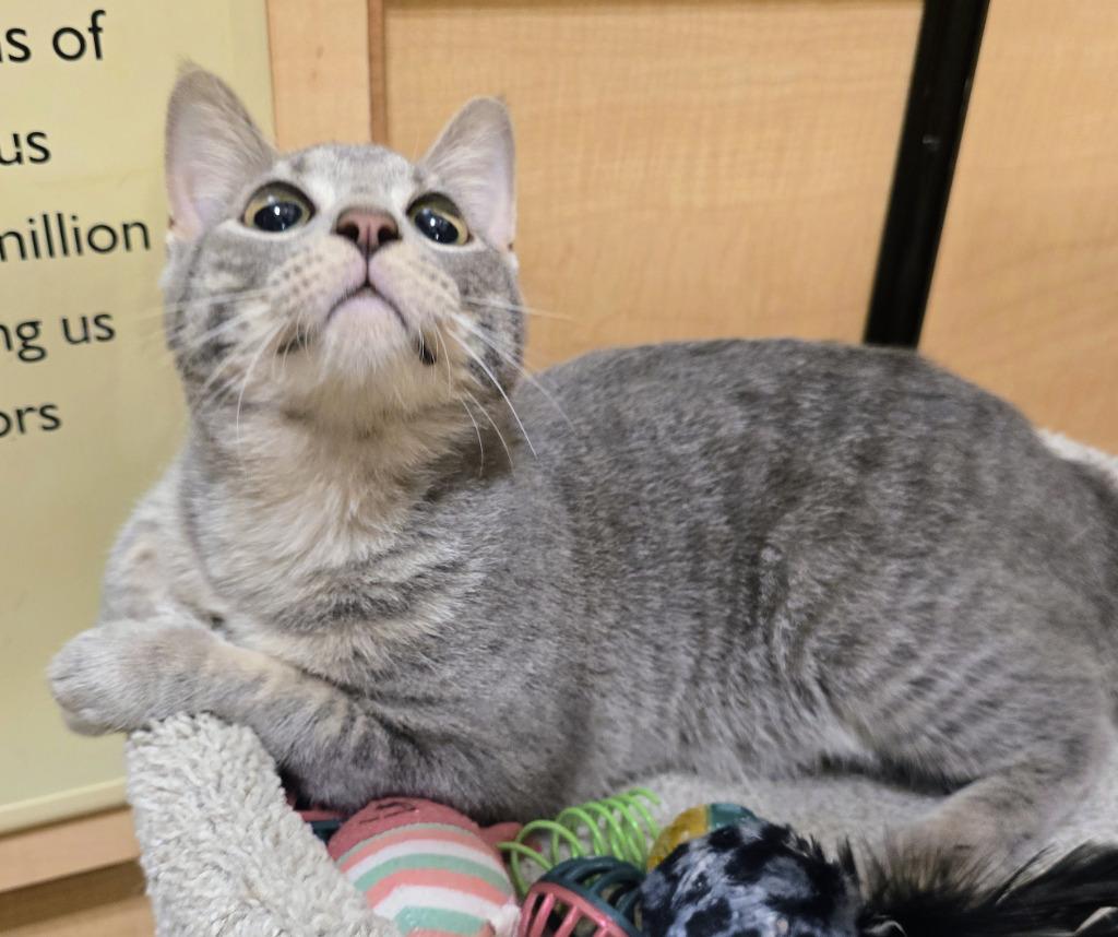 Enlarge Torrance, a Adoptable mixed breed in Rowlett, TX image 4/4