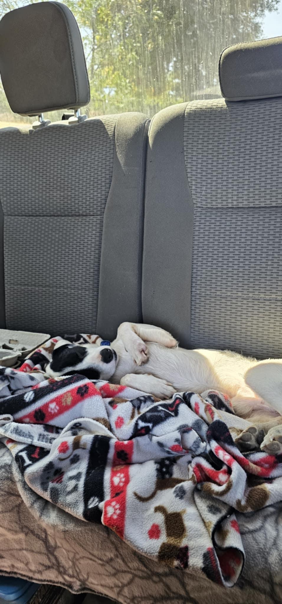 Enlarge Petie, an adopted mixed breed in Moorpark, CA image 2/2