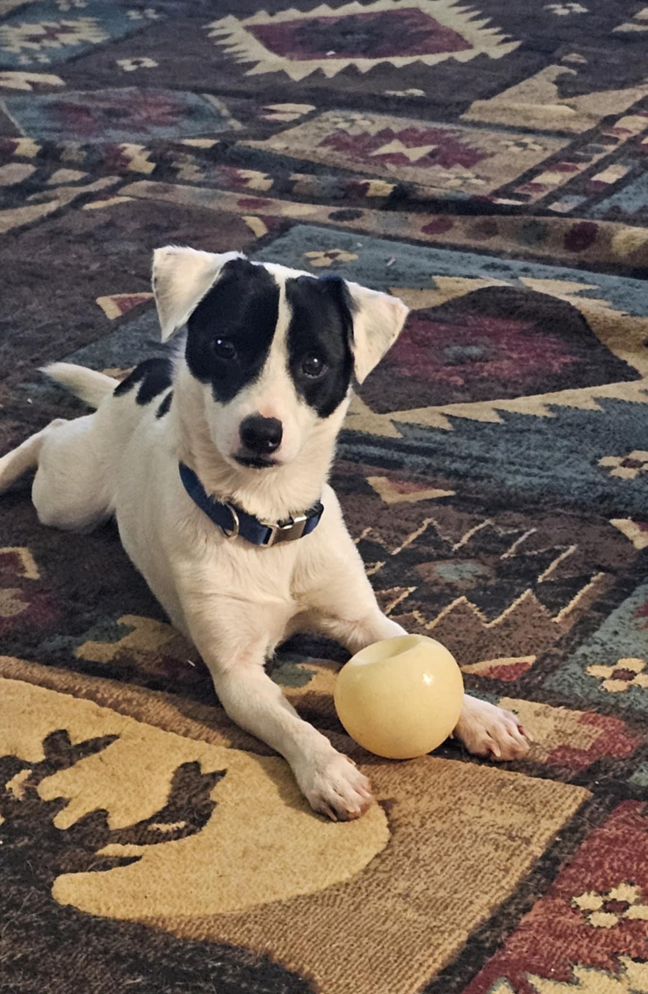Petie, adopted, Young Male Jack Russell Terrier.