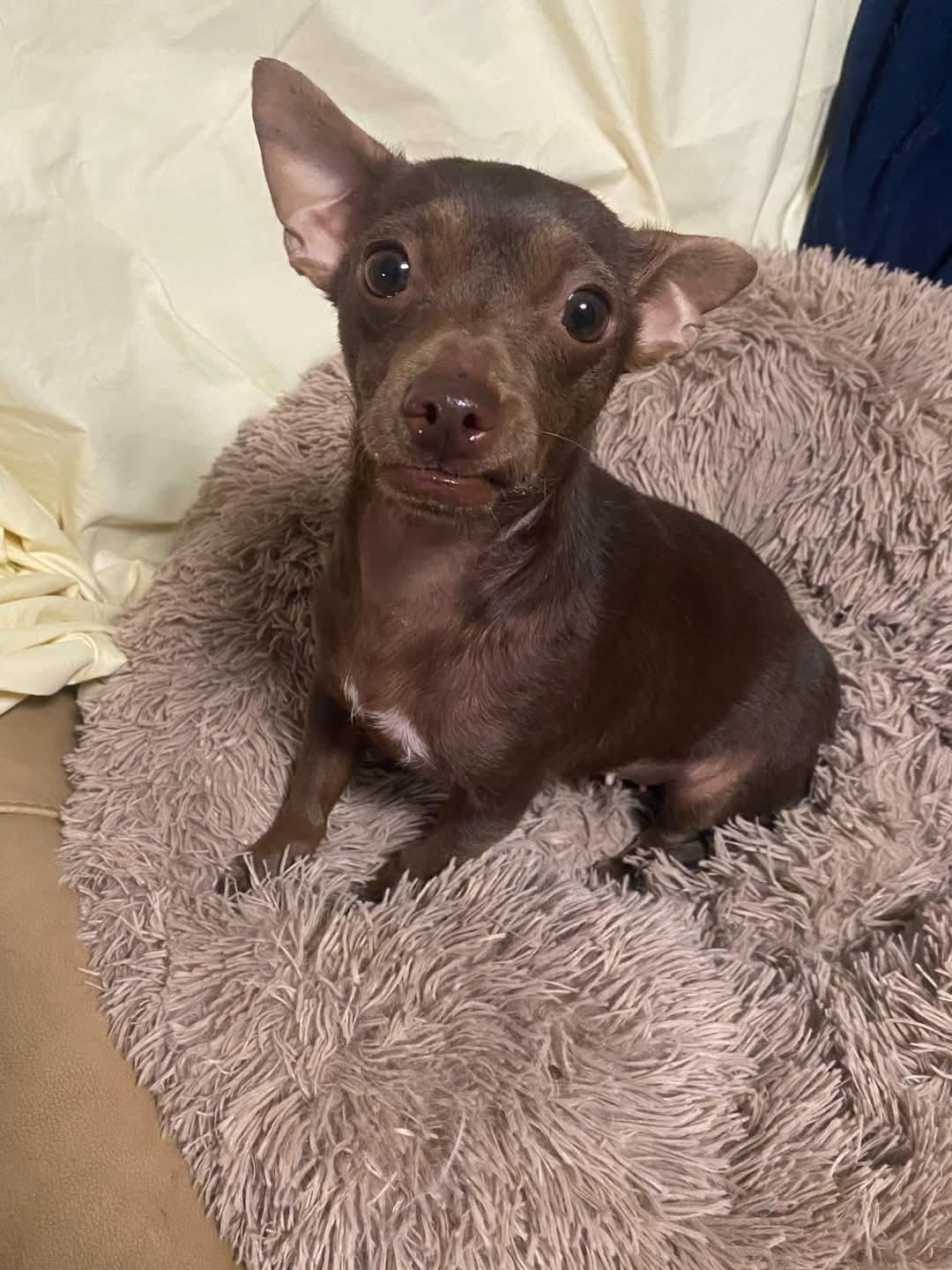 Flora, an adoptable Chiweenie in Oakland, CA, 94607 | Photo Image 2