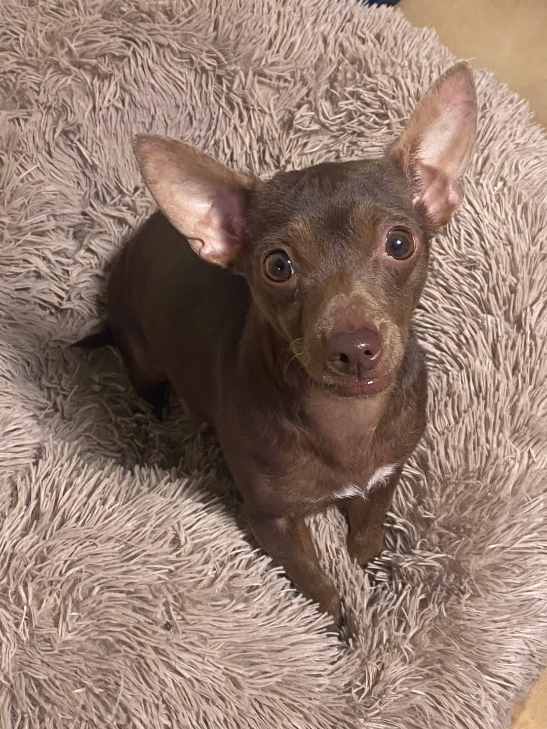 Flora, an adoptable Chiweenie in Oakland, CA, 94607 | Photo Image 5