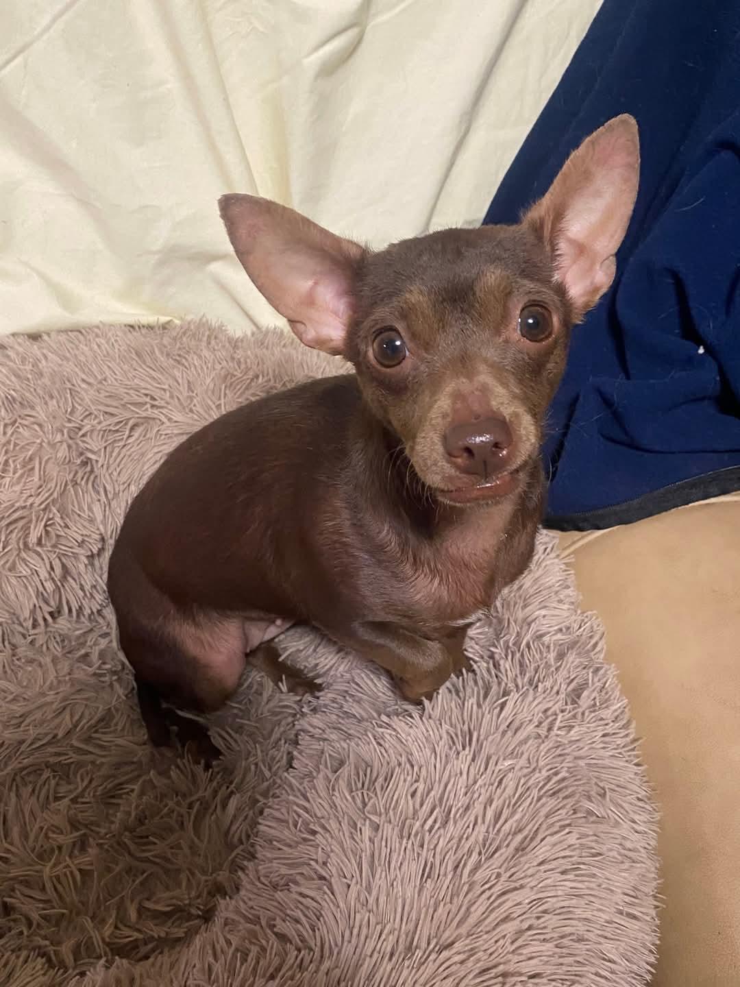 Flora, an adoptable Chiweenie in Oakland, CA, 94607 | Photo Image 4