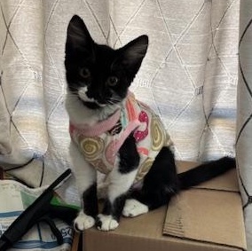 ShyShy, a Adoptable Tuxedo in Tracy, CA image 2/6