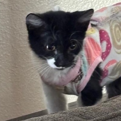 ShyShy, a Adoptable Tuxedo in Tracy, CA image 3/6