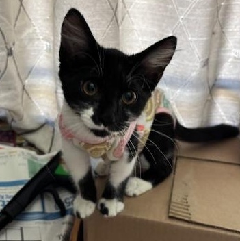 ShyShy, a Adoptable Tuxedo in Tracy, CA image 4/6