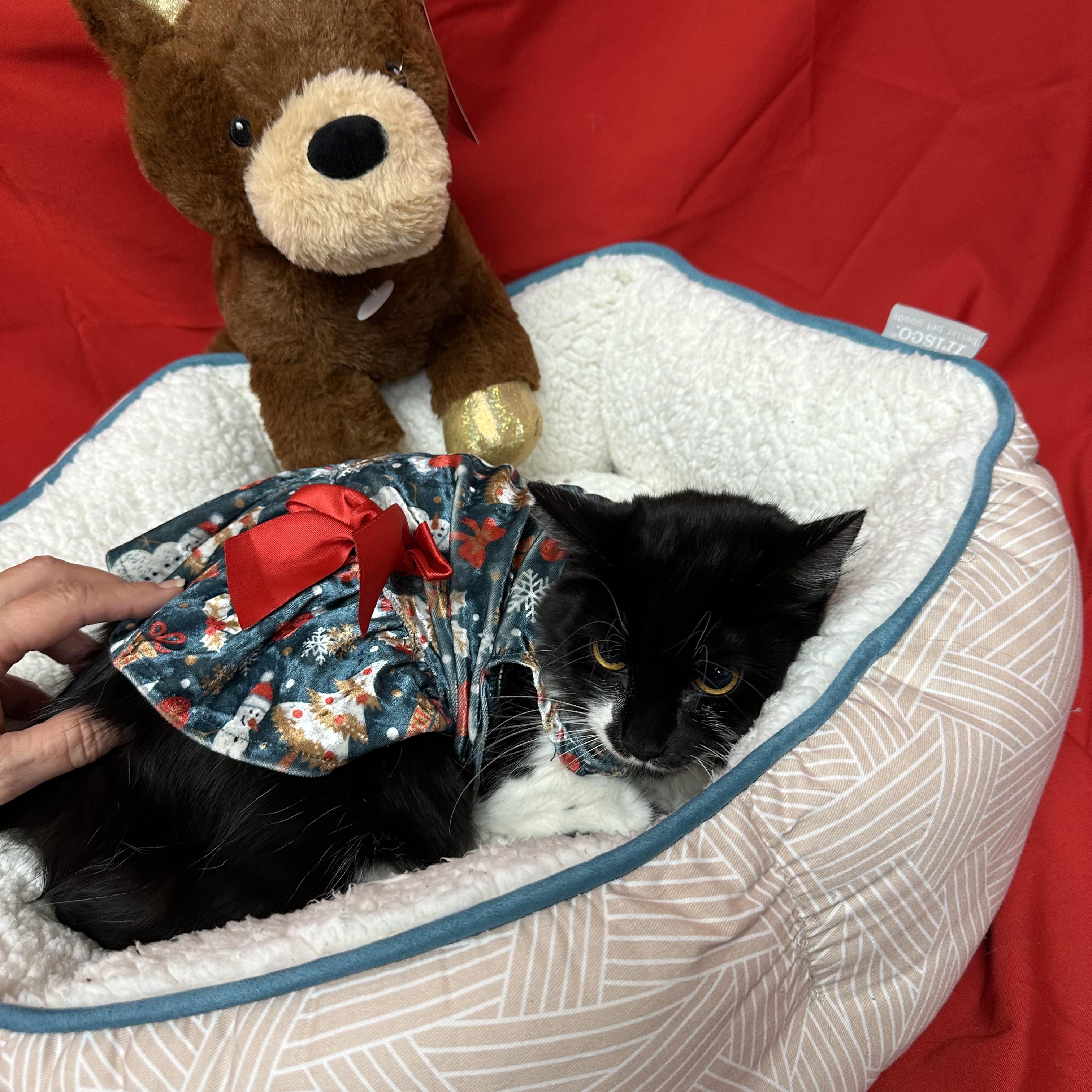 ShyShy, a Adoptable Tuxedo in Tracy, CA image 6/6