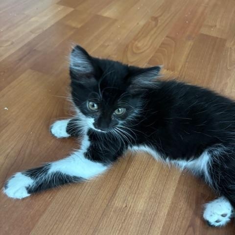 ShyShy, a Adoptable Tuxedo in Tracy, CA image 5/6