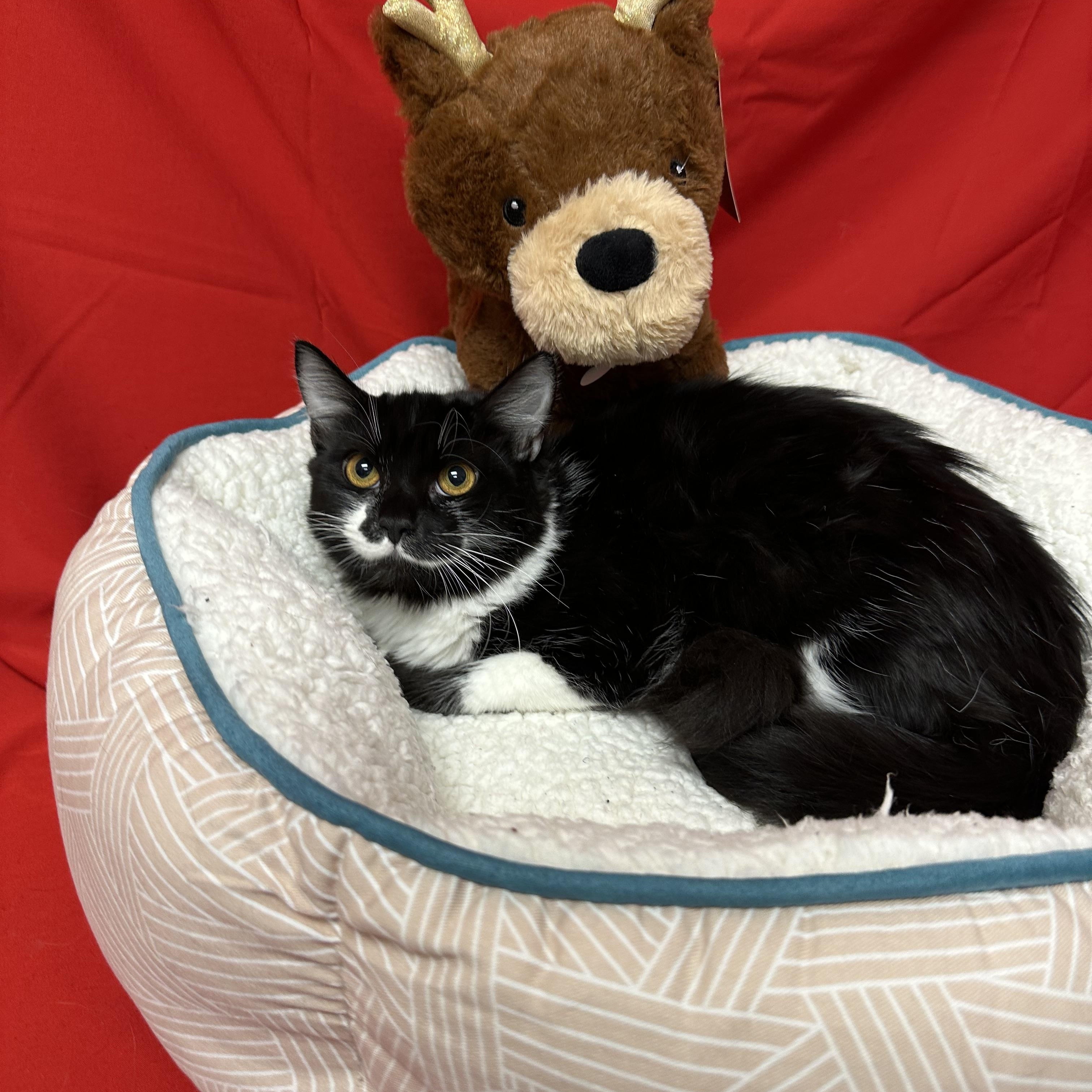 ShyShy, a Adoptable Tuxedo in Tracy, CA image 1/6