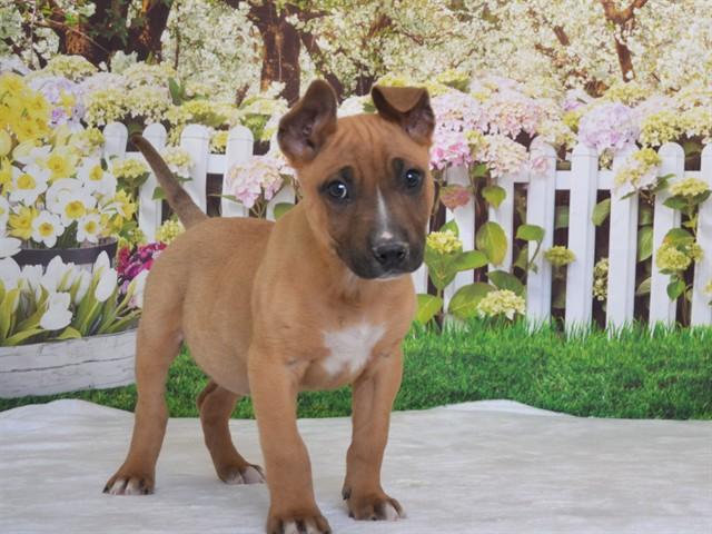 JAXON, Adoptable, Puppy Male Labrador Retriever & Pit Bull Terrier.