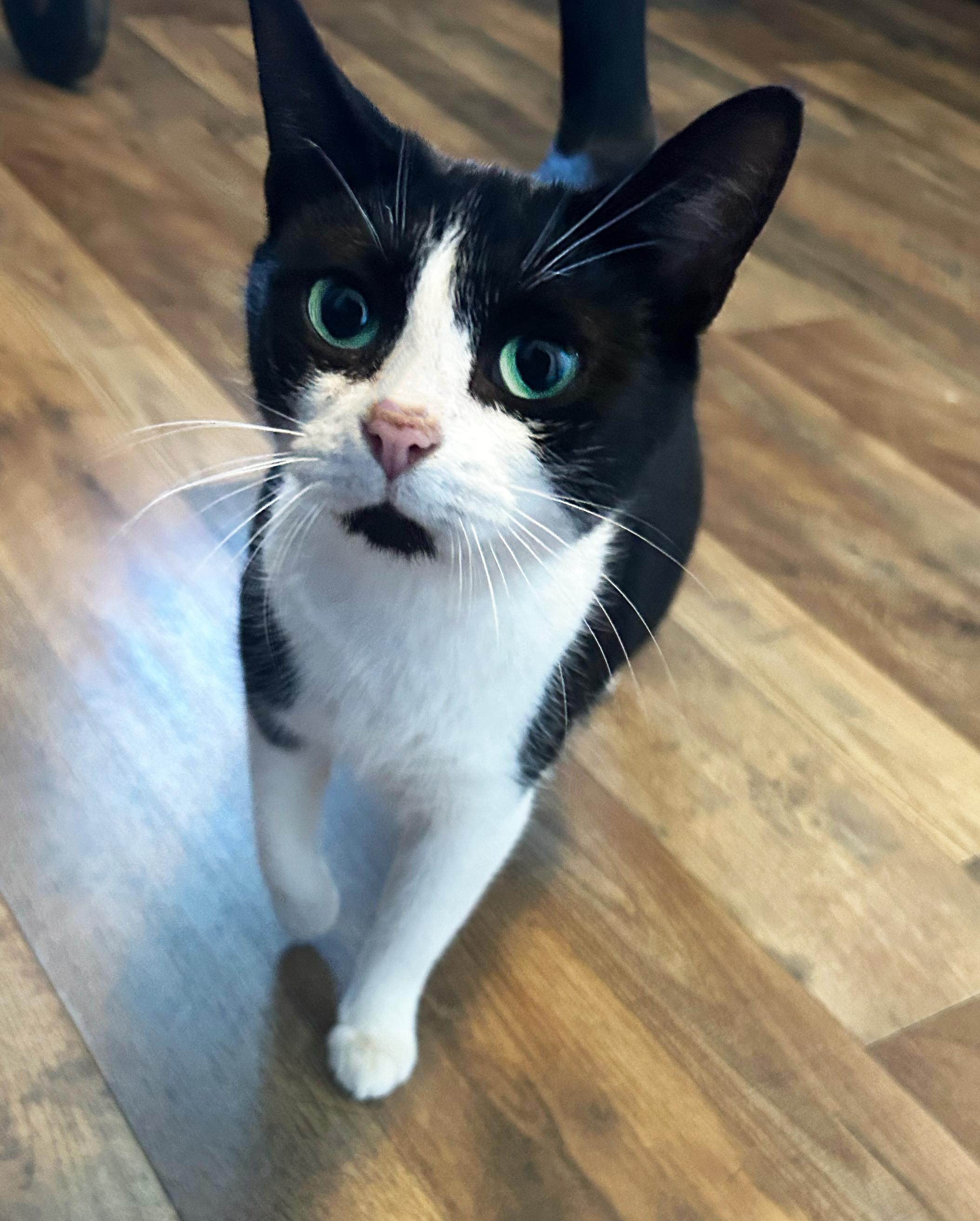 Mimsy, a Adoptable Domestic Short Hair in Asheville, NC image 2/2