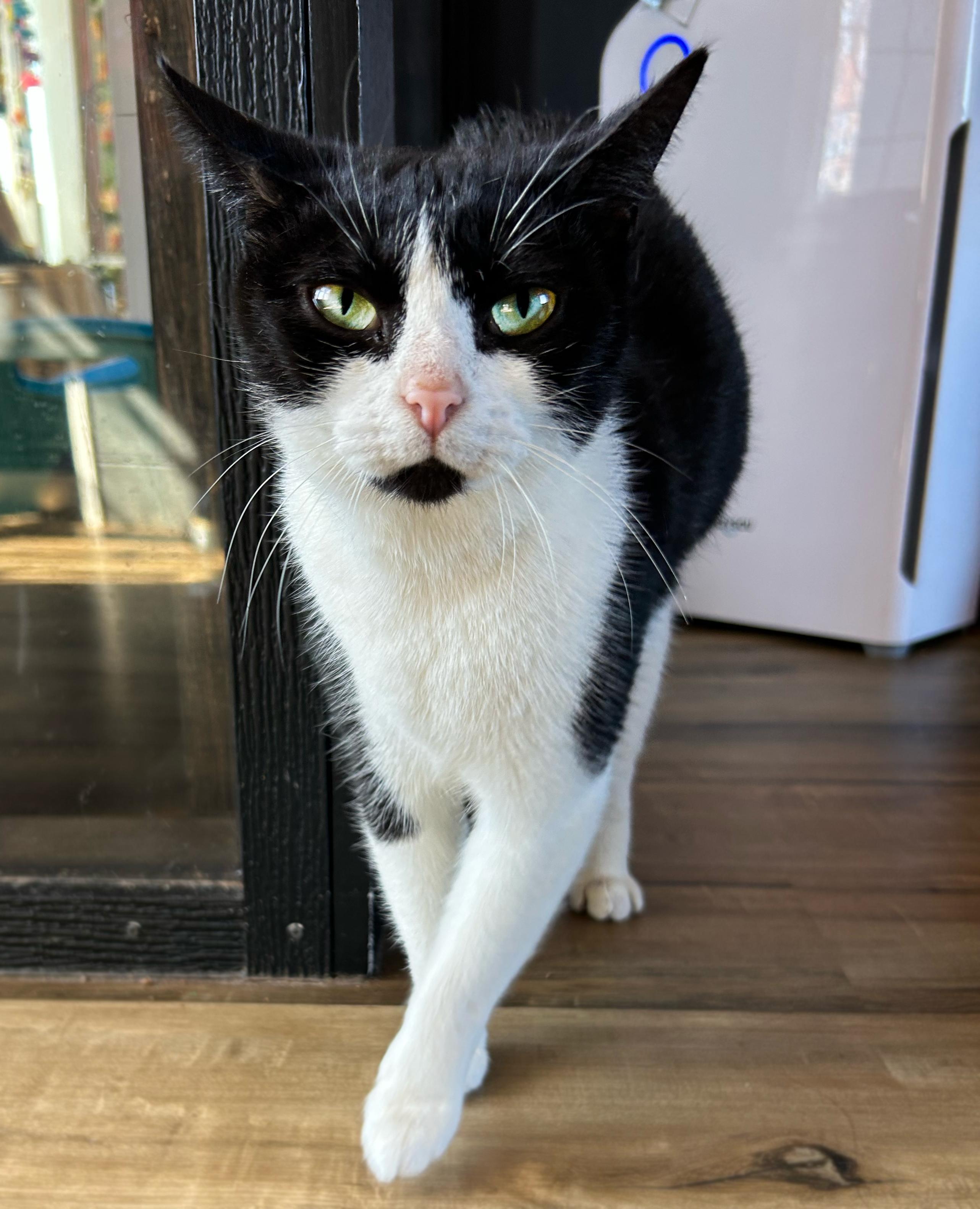 Mimsy, a Adoptable Domestic Short Hair in Asheville, NC image 1/2