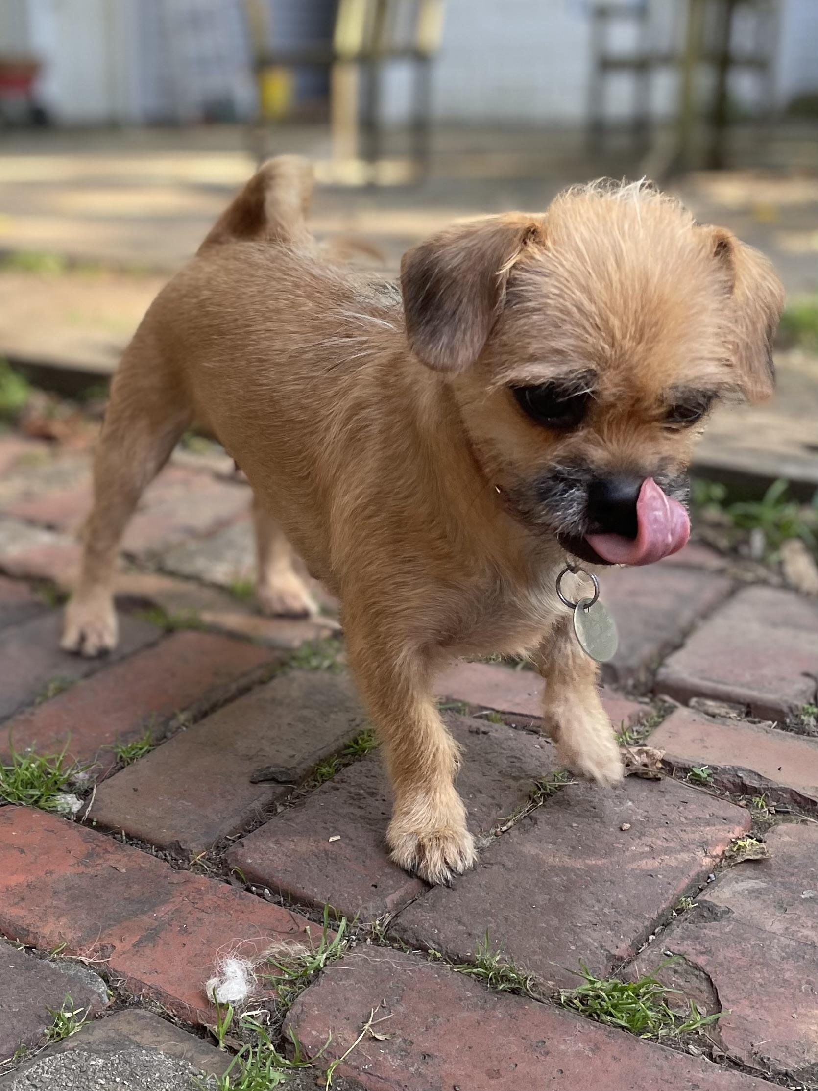 Enlarge Peach, a Adoption Pending mixed breed in Cleveland, OH image 6/6