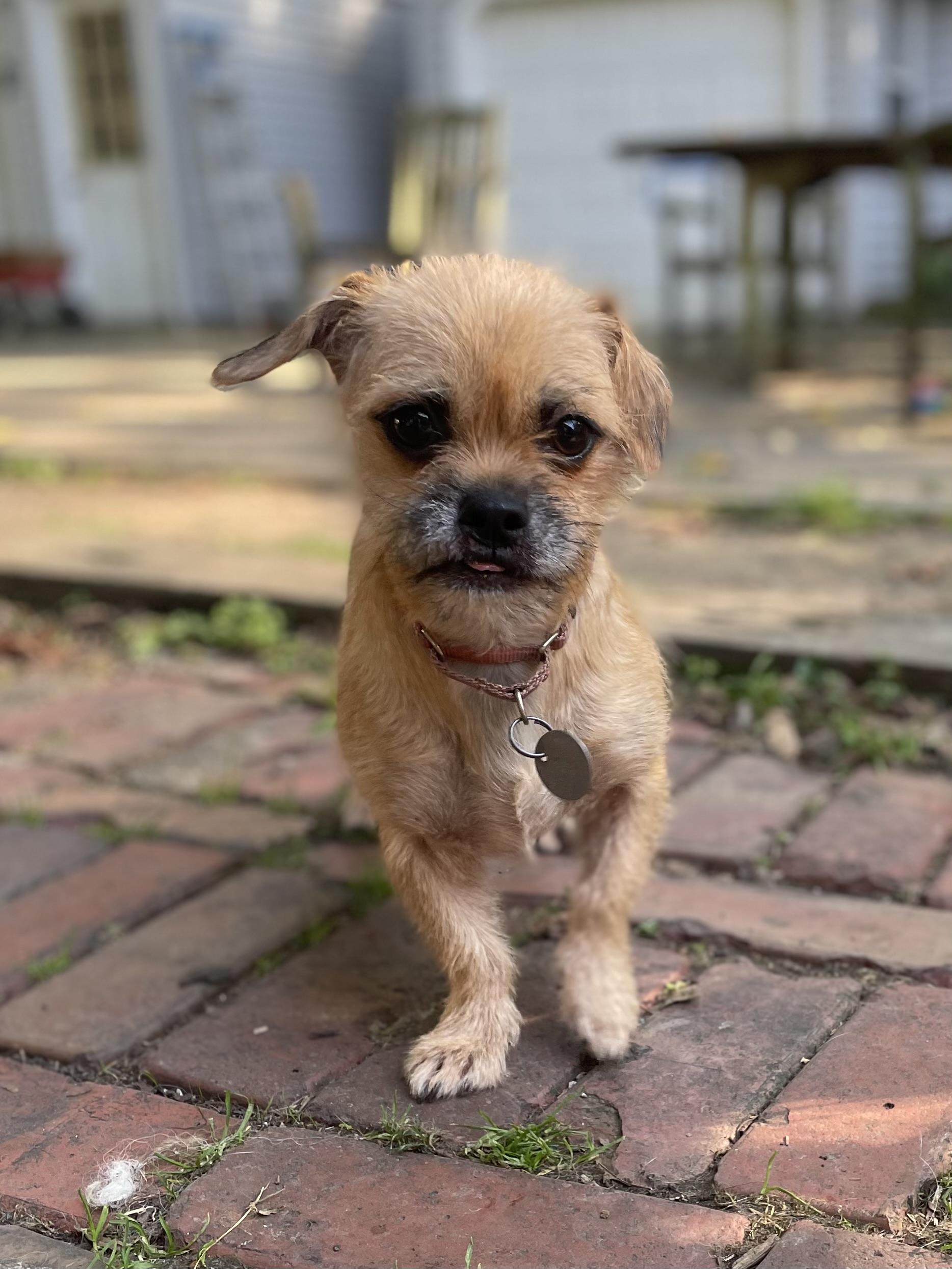 Peach, Adoptable, Young Female Brussels Griffon.