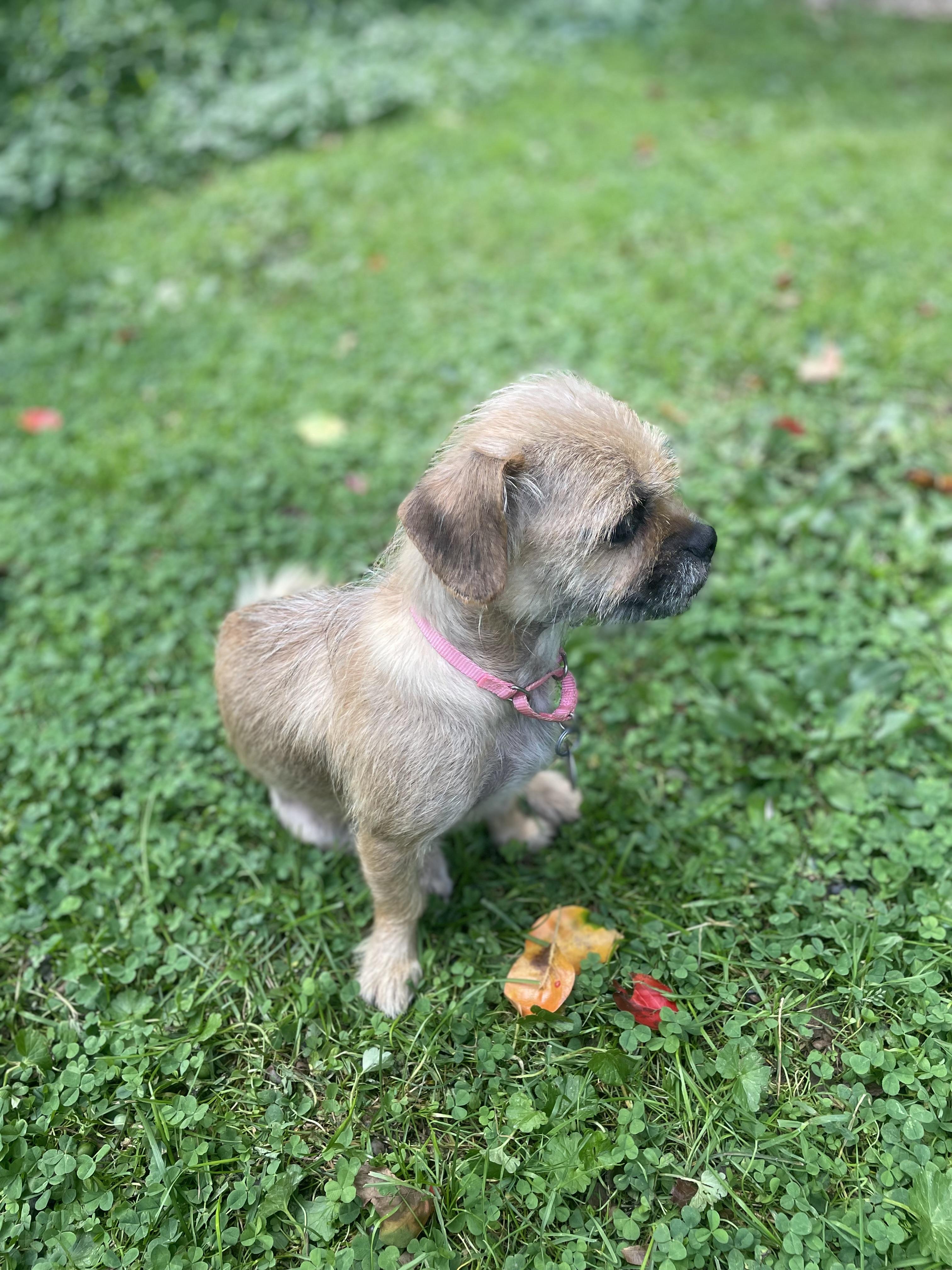 Enlarge Peach, a Adoptable mixed breed in Cleveland, OH image 3/3