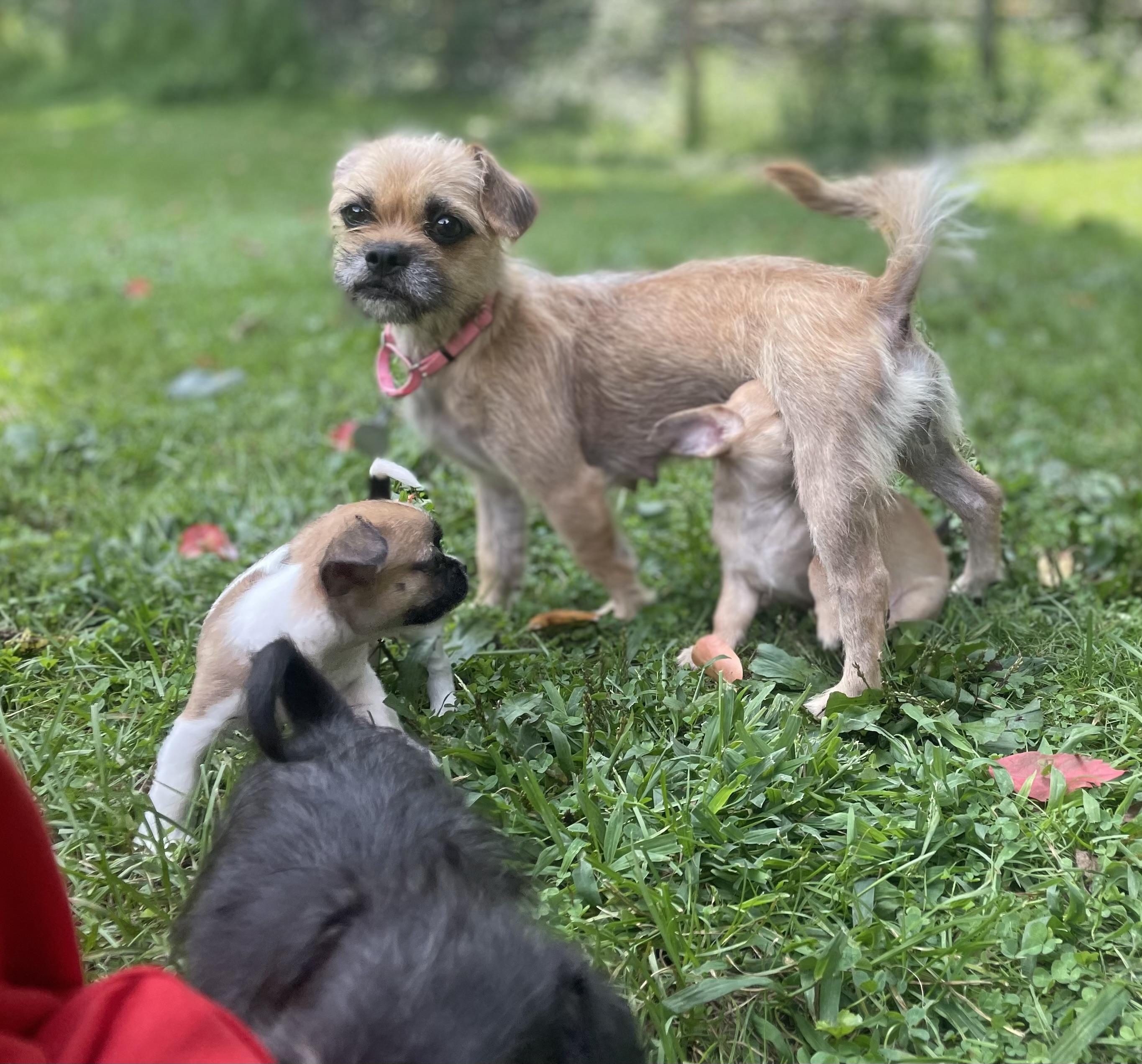 Enlarge Peach, a Adoption Pending mixed breed in Cleveland, OH image 5/6