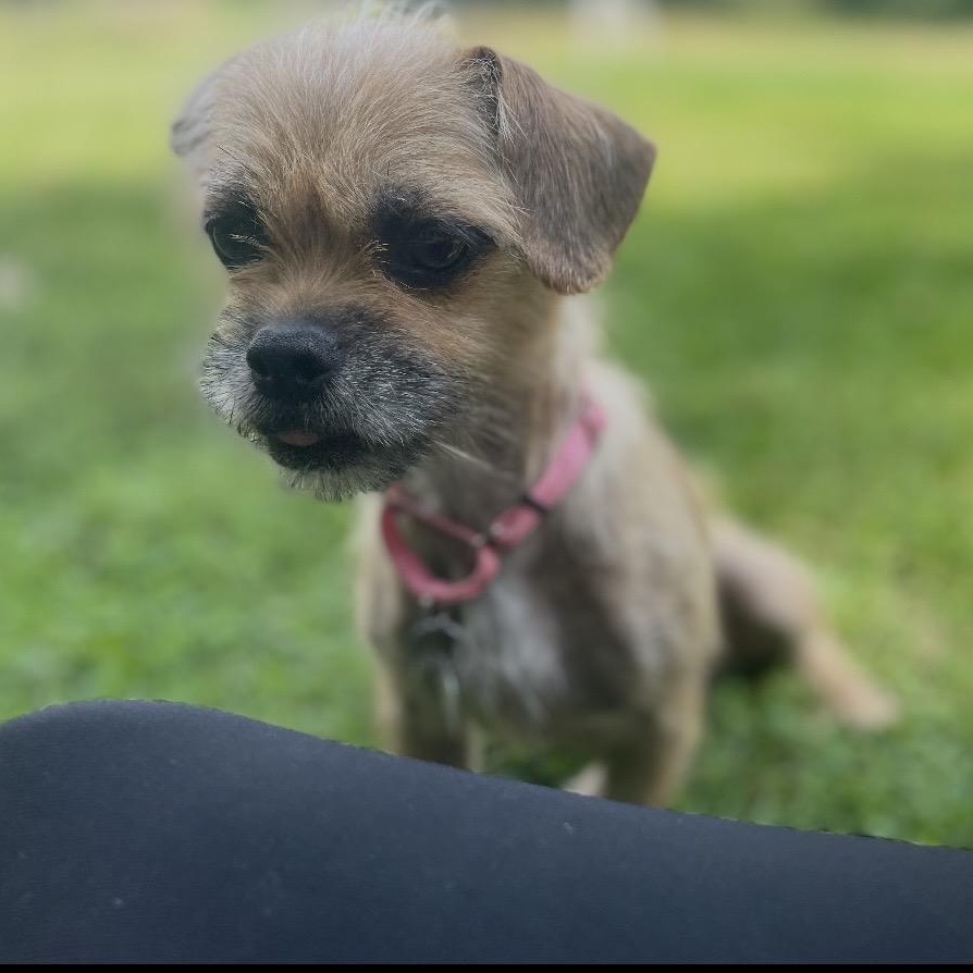 Peach, Adoptable, Young Female Brussels Griffon.