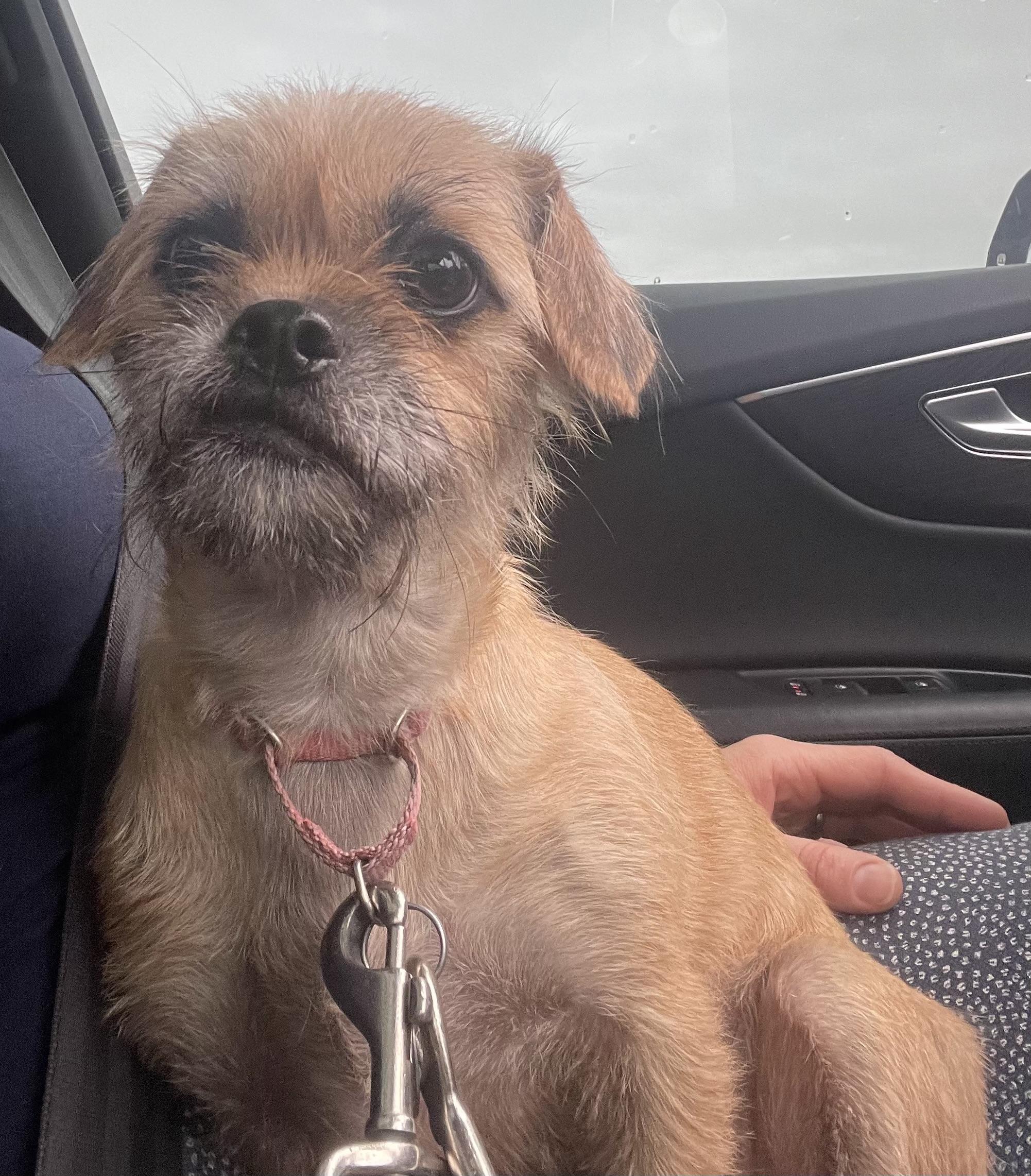 Enlarge Peach, a Adoption Pending mixed breed in Cleveland, OH image 3/6
