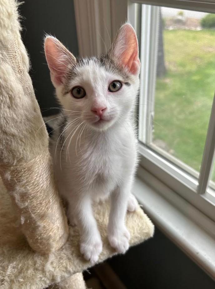 Tommy, Adoptable, Kitten Male Domestic Short Hair.