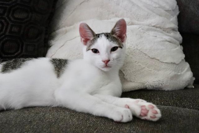 Tommy, a Adoptable Domestic Short Hair in Wayne, NJ image 1/4