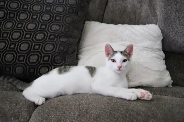 Tommy, a Adoptable Domestic Short Hair in Wayne, NJ image 3/4