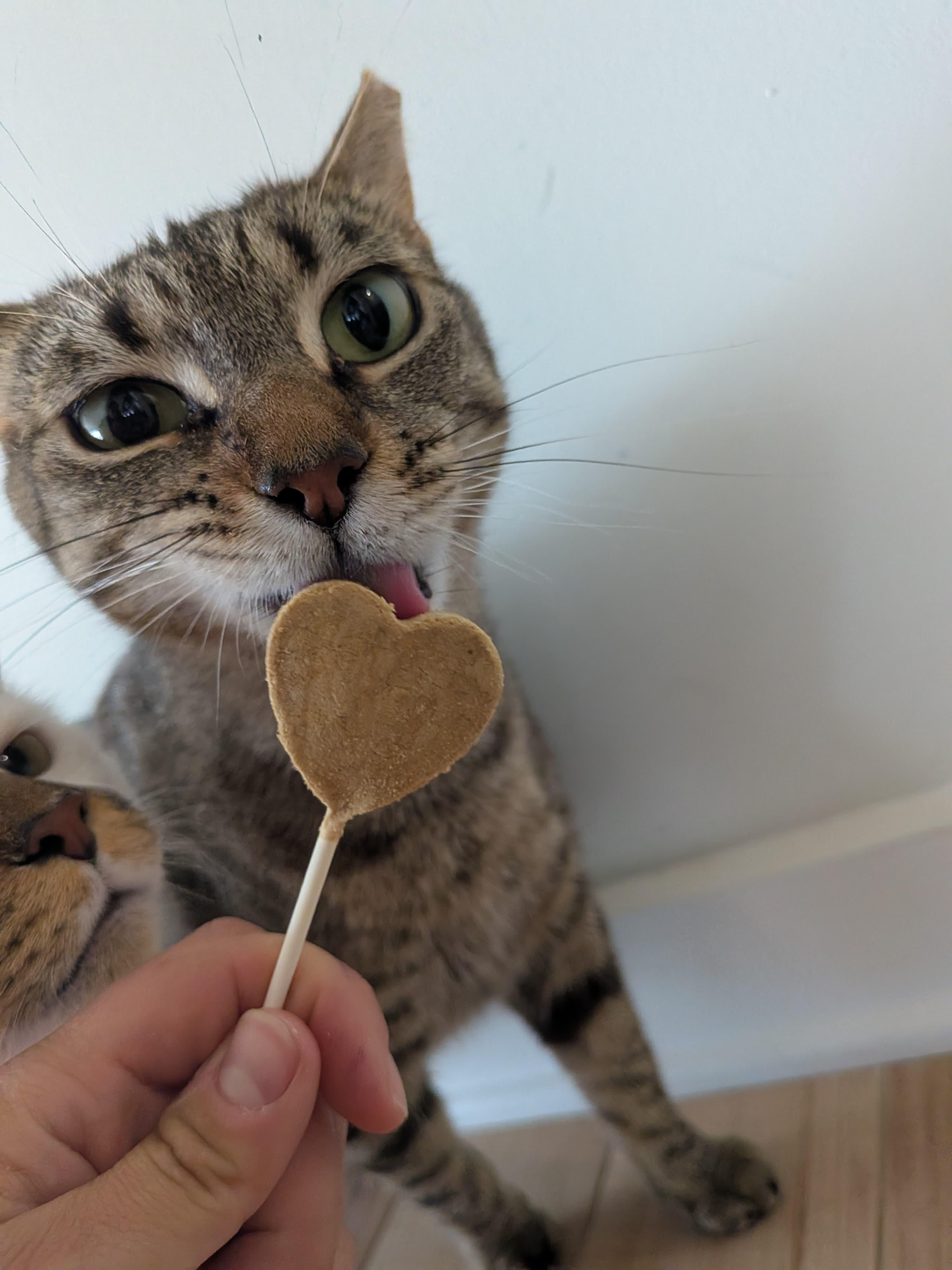 Farmer's Market aka "Markie" (DC), a Adoptable Domestic Short Hair in Washington, DC image 1/6