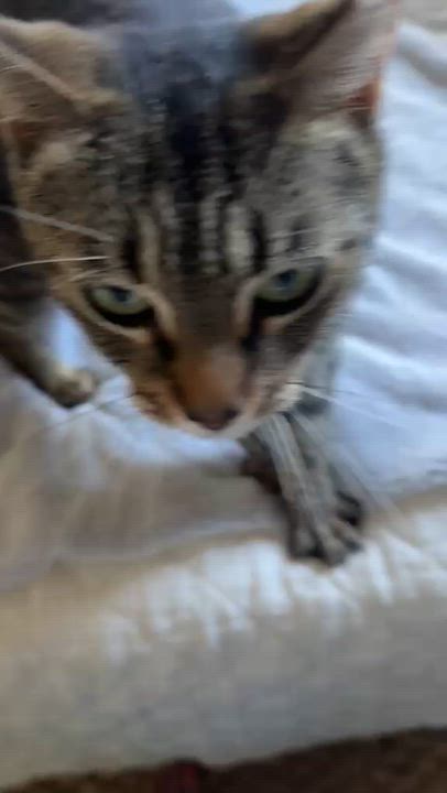 Enlarge Farmer's Market aka "Markie" (DC), a Adoptable Domestic Short Hair in Washington, DC video 5/6