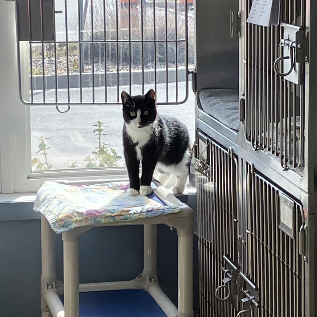 Abbot, Adoptable, Young Male Domestic Short Hair.