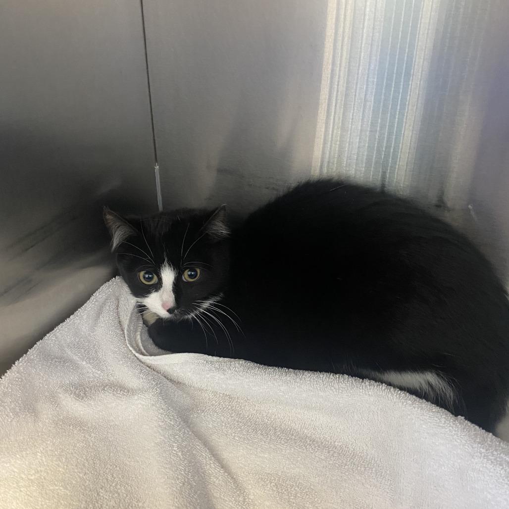 Enlarge Abbot, a Adoptable Domestic Short Hair in Burlington, ON image 2/2