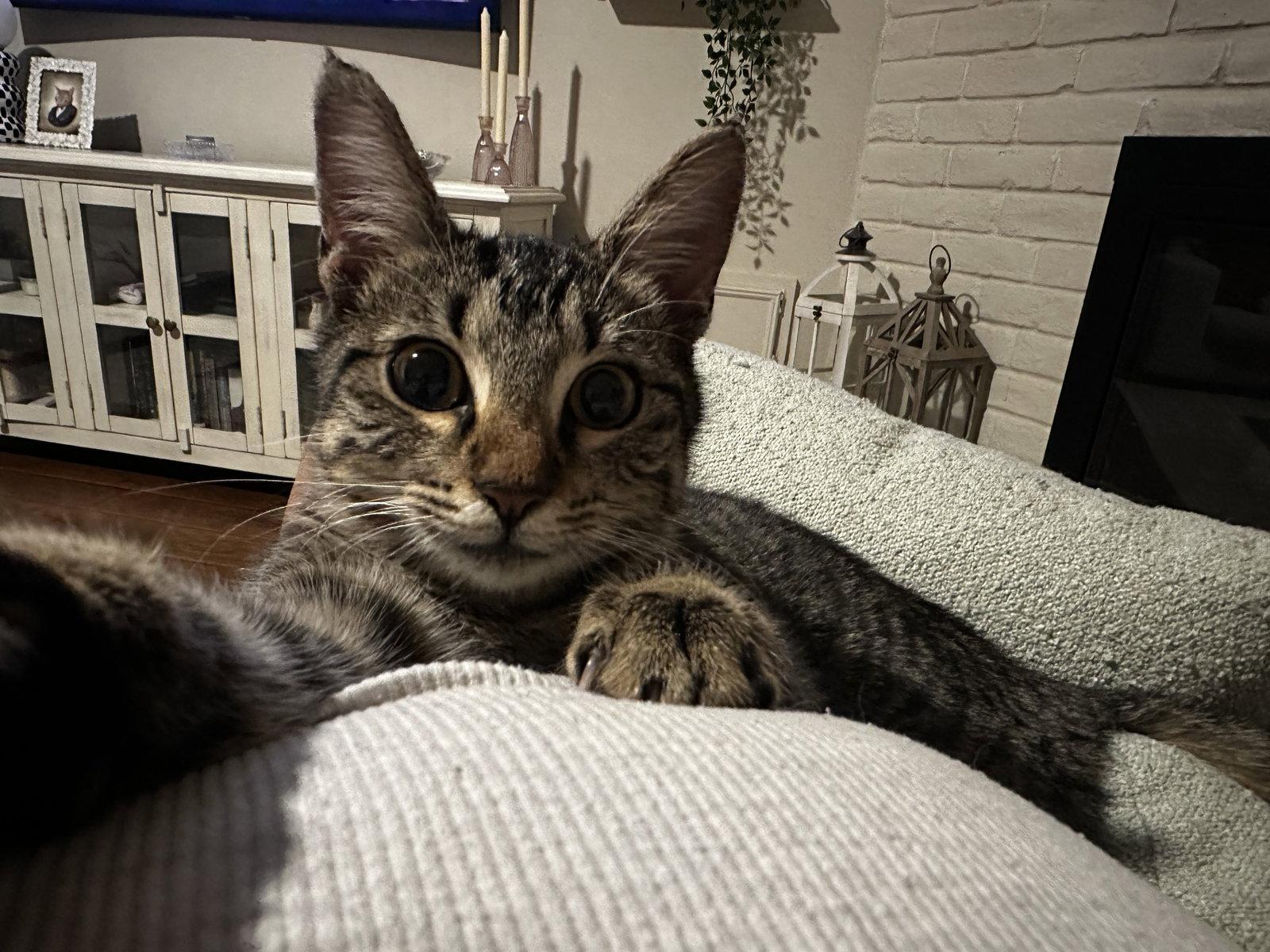 Enlarge Baby Bear, a Adopted Domestic Short Hair in Rosenberg, TX image 1/3