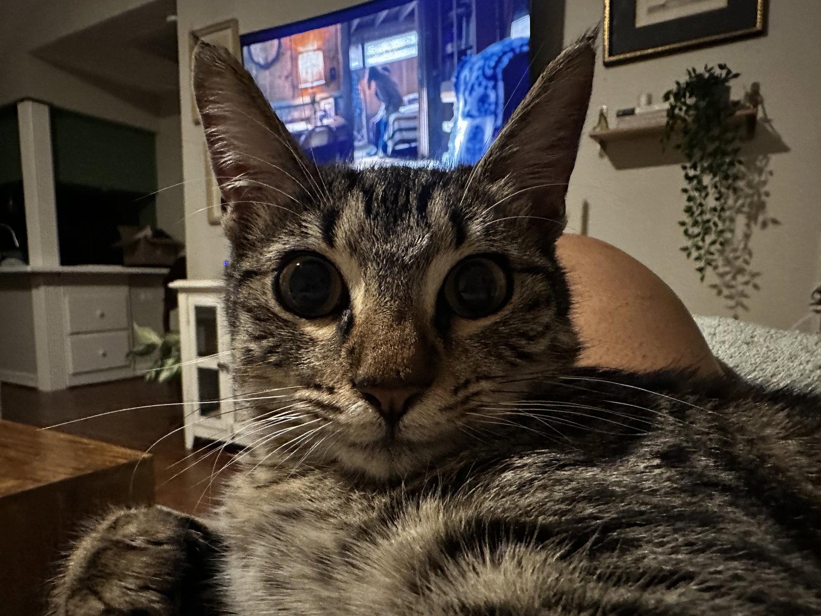 Enlarge Baby Bear, a Adopted Domestic Short Hair in Rosenberg, TX image 2/3