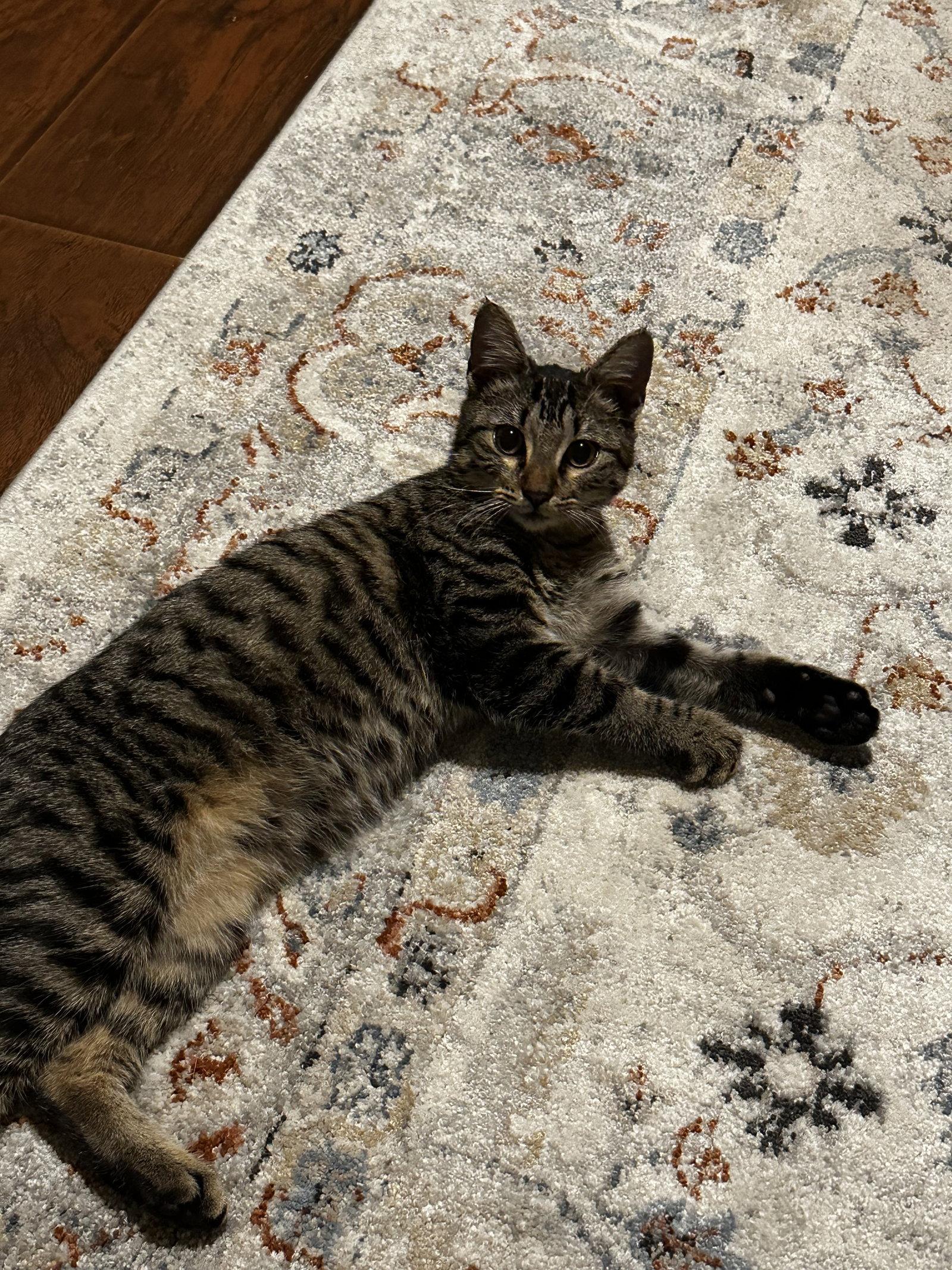 Enlarge Baby Bear, a Adopted Domestic Short Hair in Rosenberg, TX image 3/3