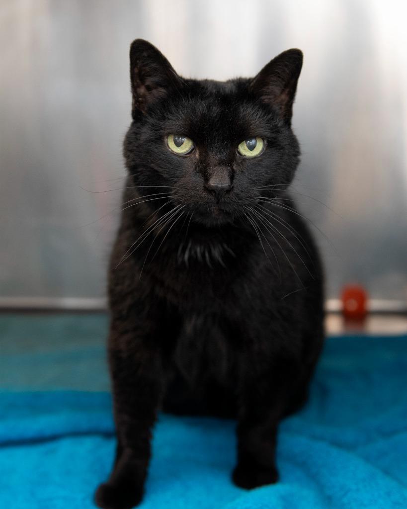 Lily, Adoptable, Senior Female Domestic Short Hair.