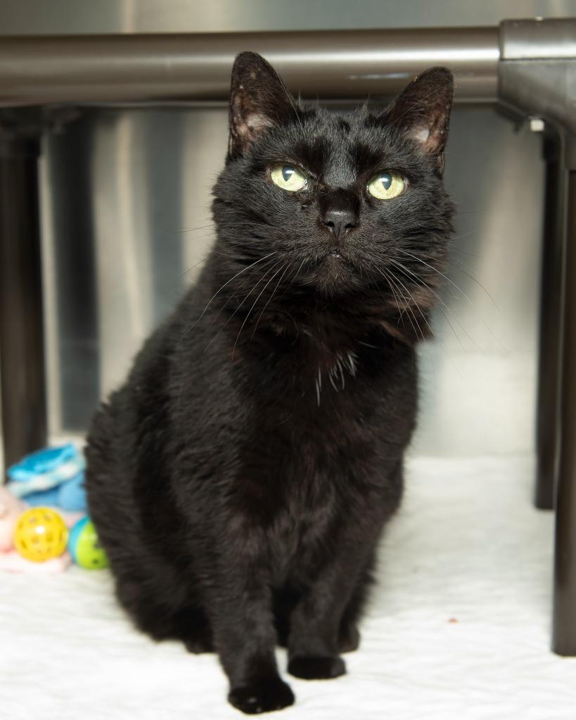 Lily, a Adoptable Domestic Short Hair in Boone, IA image 2/4