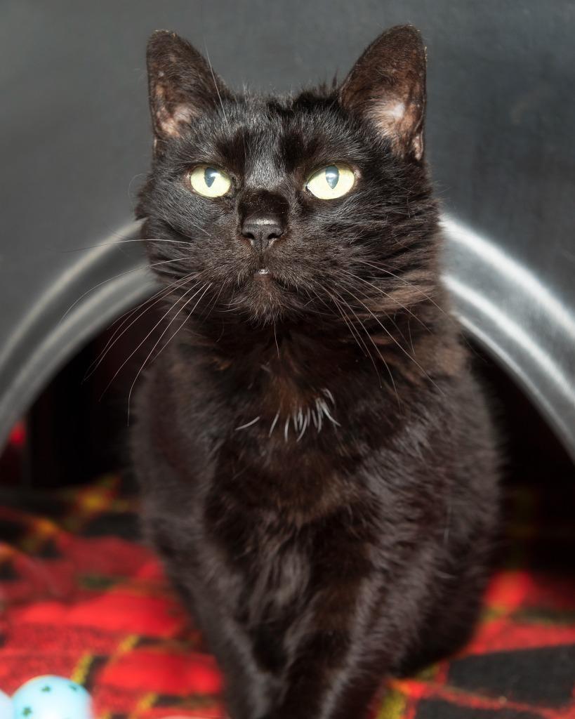 Enlarge Lily, a Adoptable Domestic Short Hair in Boone, IA image 2/4