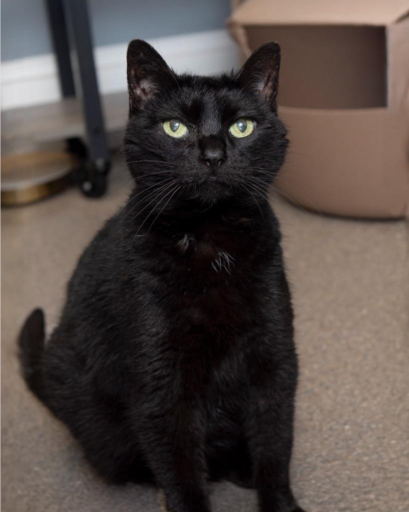 Enlarge Lily, a Adoptable Domestic Short Hair in Boone, IA image 4/4