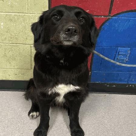 Enlarge Miss Pumba, a Adoptable Retriever in Indianapolis, IN image 1/1