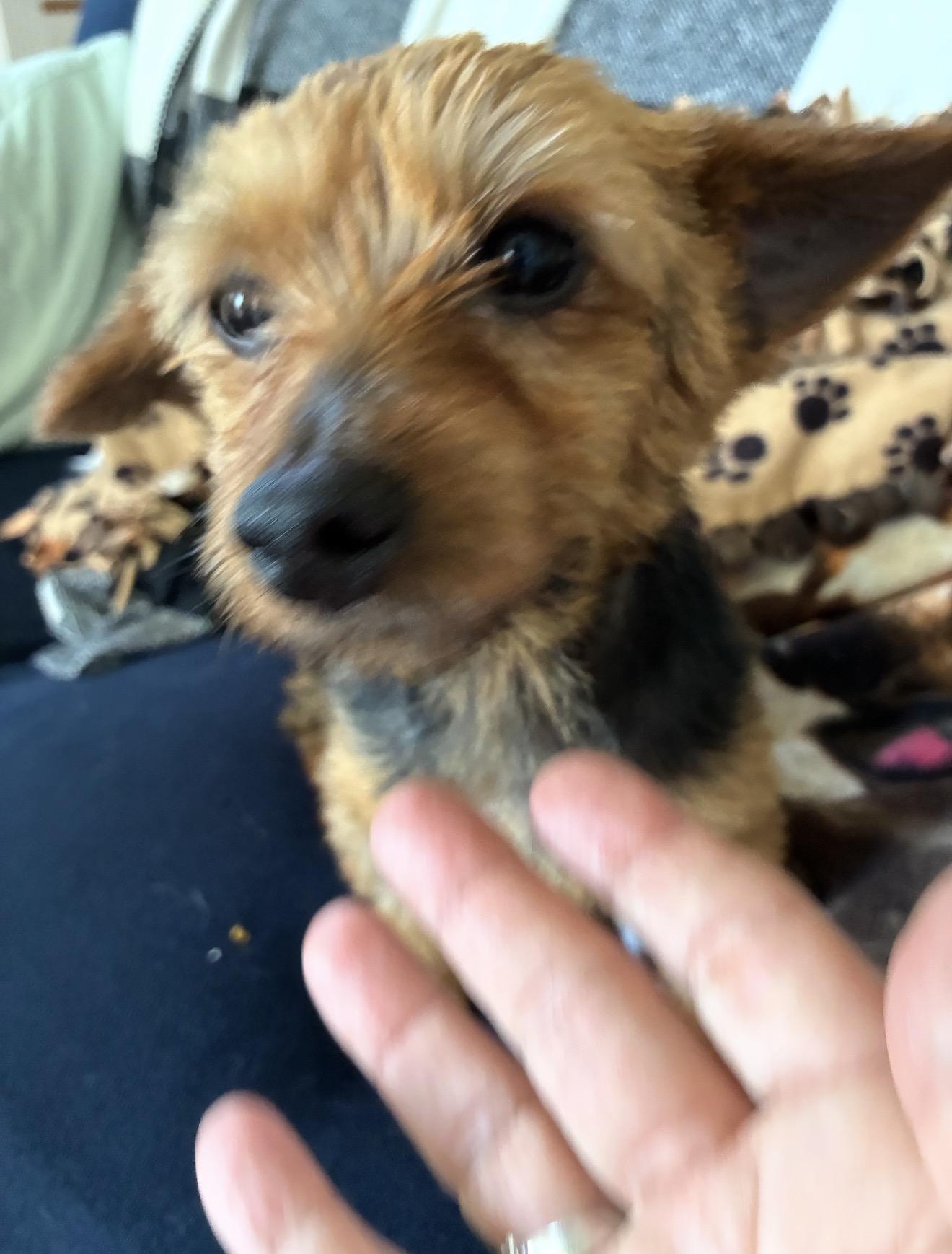 Enlarge Lilly ( courtesy ), an adopted Yorkshire Terrier in WARREN, RI image 2/2